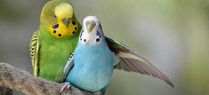 غیرت مردان از منظردین مبین اسلام