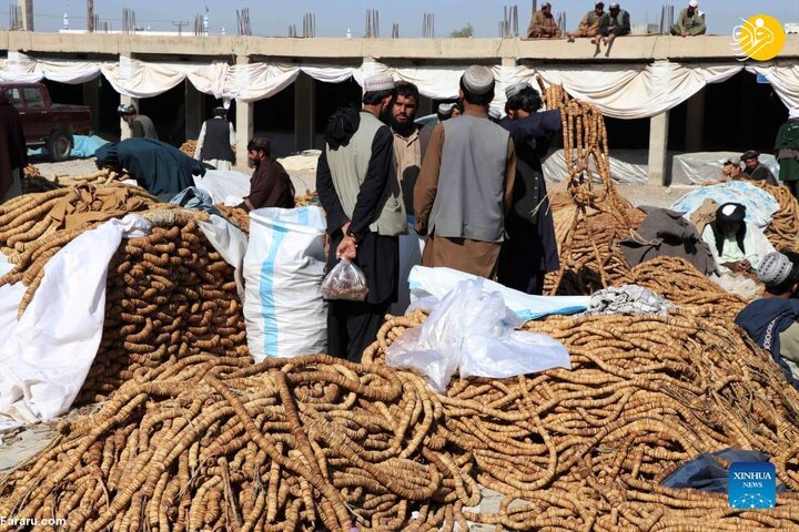 بیش از ۳۲ هزار تُن انجیر افغانستان به بازار جهانی رسید