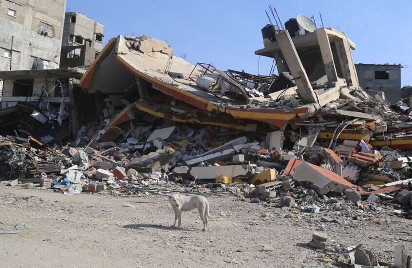 شريحة إلكترونية تقود الجيش الإسرائيلي إلى كلبة في رفح