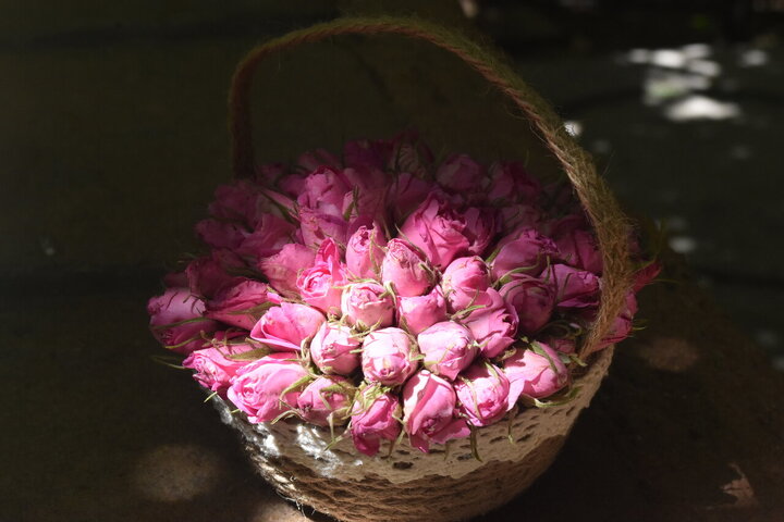 Photos: Damask rose harvest in Meymand, Fars, with donation of 2,000 liters of rose water to Imam Reza holy shrine