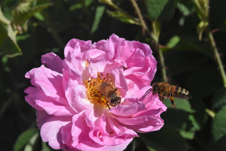 Photos: Damask rose harvest in Meymand, Fars, with donation of 2,000 liters of rose water to Imam Reza holy shrine