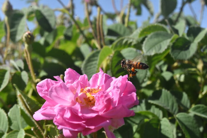 Photos: Damask rose harvest in Meymand, Fars, with donation of 2,000 liters of rose water to Imam Reza holy shrine