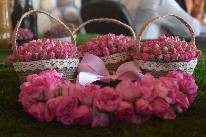 Photos: Damask rose harvest in Meymand, Fars, with donation of 2,000 liters of rose water to Imam Reza holy shrine