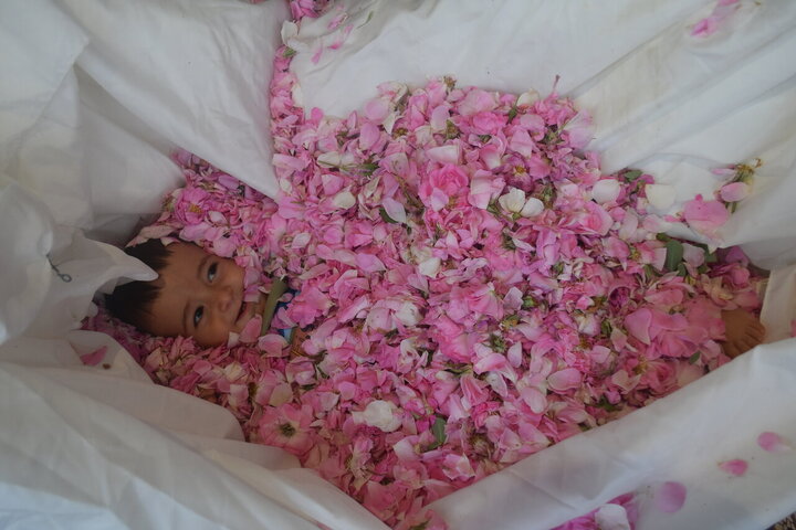 Photos: Damask rose harvest in Meymand, Fars, with donation of 2,000 liters of rose water to Imam Reza holy shrine