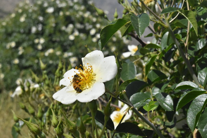 Photos: Damask rose harvest in Meymand, Fars, with donation of 2,000 liters of rose water to Imam Reza holy shrine