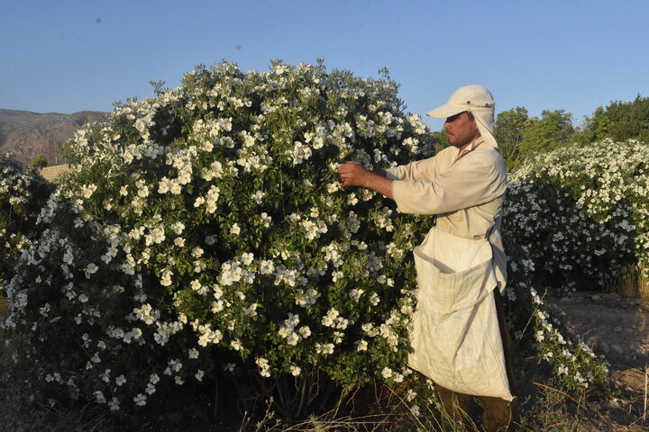 Photos: Damask rose harvest in Meymand, Fars, with donation of 2,000 liters of rose water to Imam Reza holy shrine