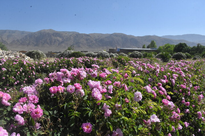 Photos: Damask rose harvest in Meymand, Fars, with donation of 2,000 liters of rose water to Imam Reza holy shrine