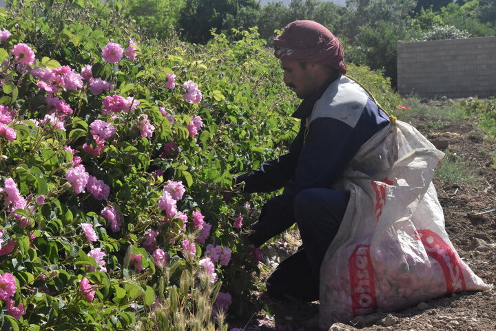 Photos: Damask rose harvest in Meymand, Fars, with donation of 2,000 liters of rose water to Imam Reza holy shrine