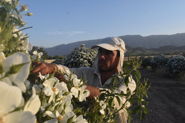Informe fotográfico | Cosecha de rosa de Damasco en Meymand, Fars, con la donación de 2,000 litros de agua de rosas al santuario de Alí ibn Musa ar-Rida (P)