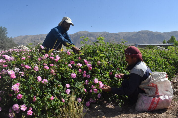 Informe fotográfico | Cosecha de rosa de Damasco en Meymand, Fars, con la donación de 2,000 litros de agua de rosas al santuario de Alí ibn Musa ar-Rida (P)