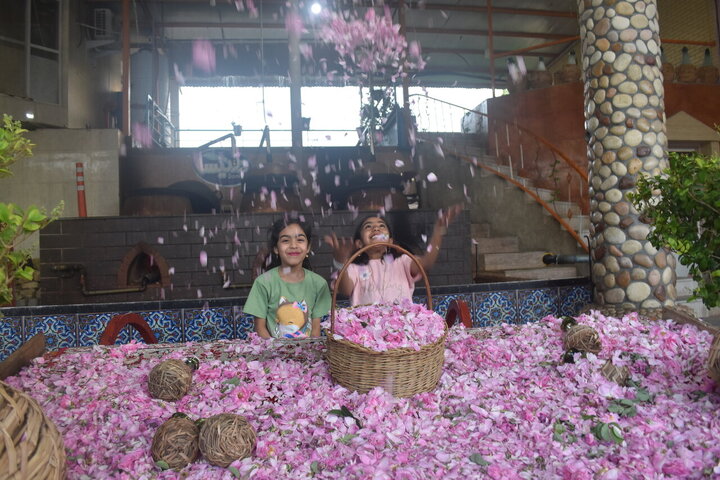 Informe fotográfico | Cosecha de rosa de Damasco en Meymand, Fars, con la donación de 2,000 litros de agua de rosas al santuario de Alí ibn Musa ar-Rida (P)