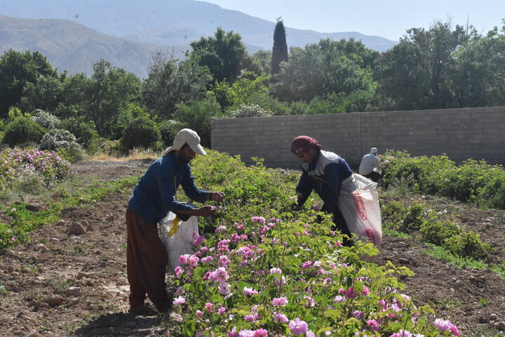 Informe fotográfico | Cosecha de rosa de Damasco en Meymand, Fars, con la donación de 2,000 litros de agua de rosas al santuario de Alí ibn Musa ar-Rida (P)