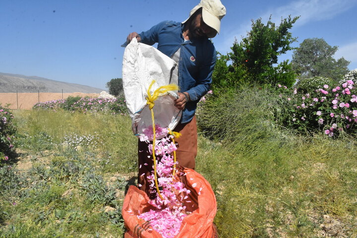 Informe fotográfico | Cosecha de rosa de Damasco en Meymand, Fars, con la donación de 2,000 litros de agua de rosas al santuario de Alí ibn Musa ar-Rida (P)