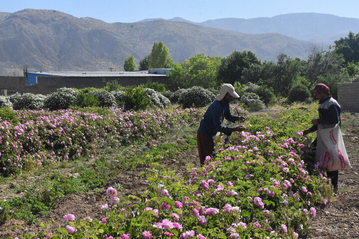 Informe fotográfico | Cosecha de rosa de Damasco en Meymand, Fars, con la donación de 2,000 litros de agua de rosas al santuario de Alí ibn Musa ar-Rida (P)
