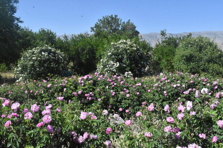 Informe fotográfico | Cosecha de rosa de Damasco en Meymand, Fars, con la donación de 2,000 litros de agua de rosas al santuario de Alí ibn Musa ar-Rida (P)