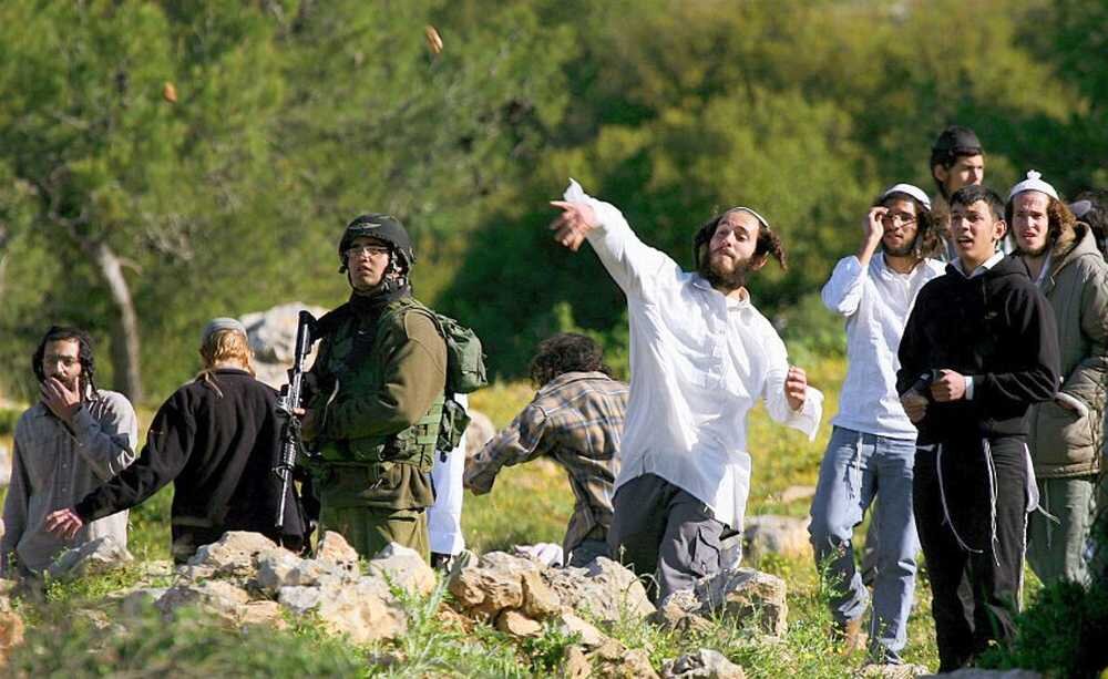 Extremist settlers destroy Palestinian olive groves in Yatta