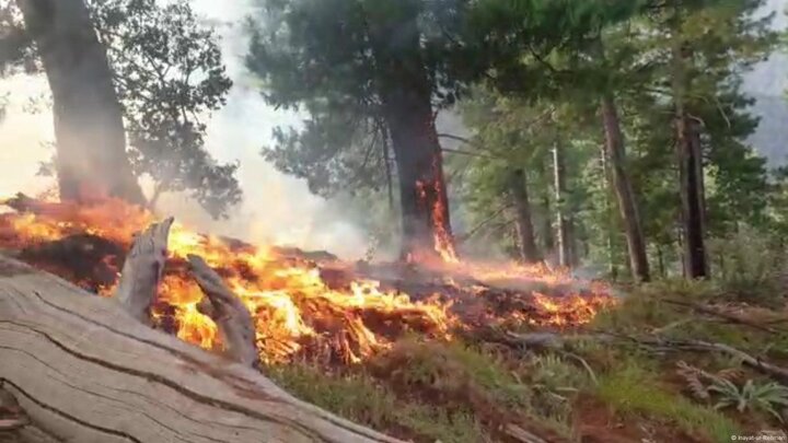 آتش‌سوزی گسترده در جنگل‌های استان نورستان افغانستان