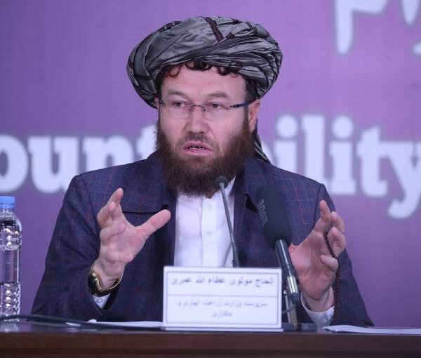 تأکید وزیر زراعت حکومت طالبان بر جایگاه جهانی زعفران افغانستان