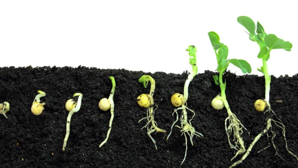 کاشت‌هایی که هرگز بی‌ثمر نمی‌مانند