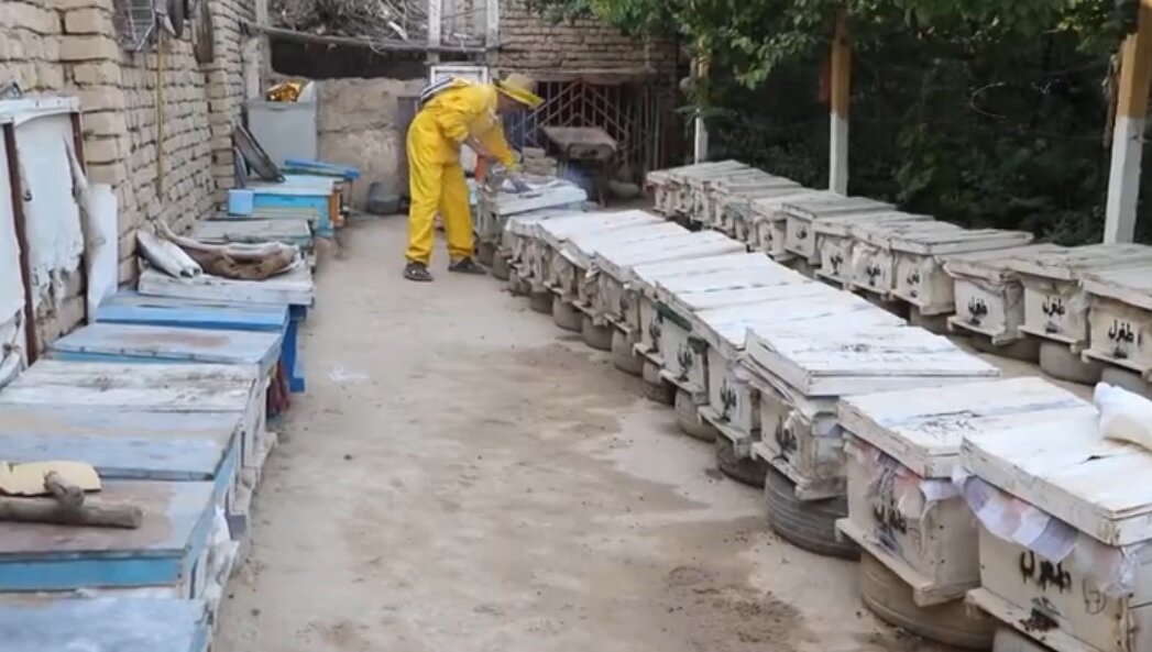 ویدیو | شکایت زنبورداران استان بلخ افغانستان از کسادی بازار عسل