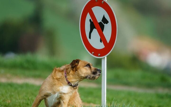 سگ‌گردانی در استان فارس ممنوع شد