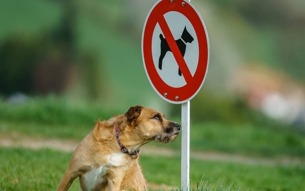 سگ‌گردانی در استان فارس ممنوع شد