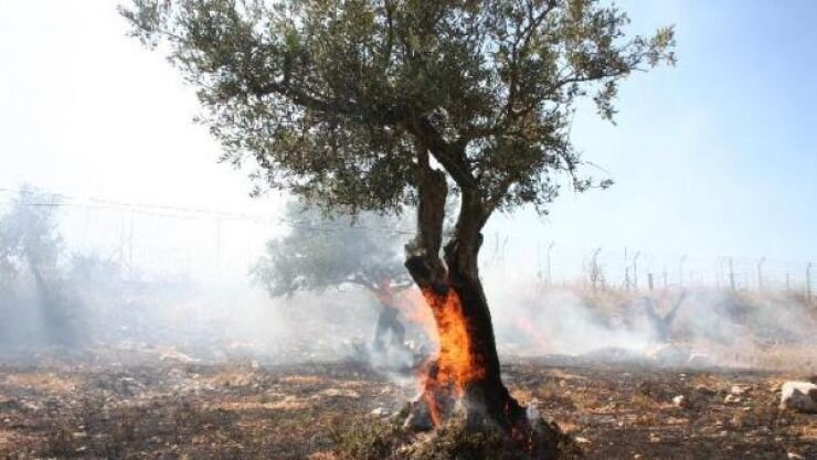 Fanatic Jewish settlers ignite massive fire near Bethlehem as IOF blocks efforts to contain blaze