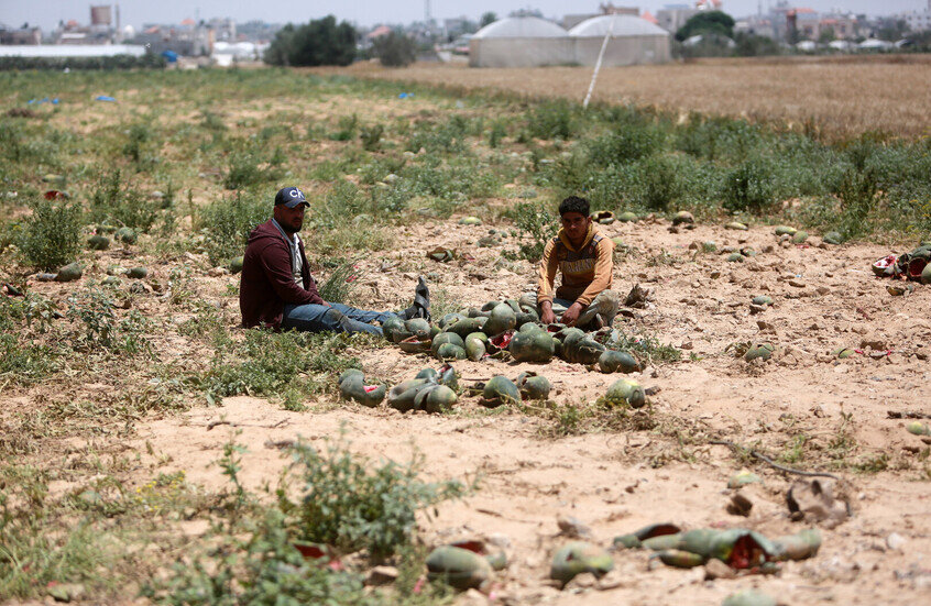 "الفاو": 4.6 بالمئة فقط من أراضي قطاع غزة صالحة للزراعة