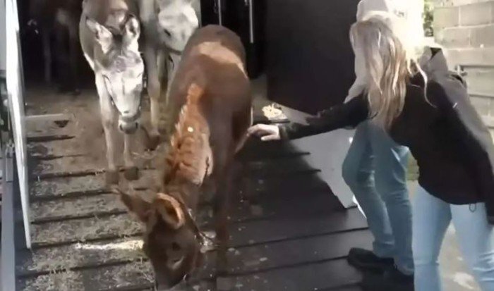 إسرائيل تسرق حمير غزة تحت غطاء "الرفق بالحيوان"