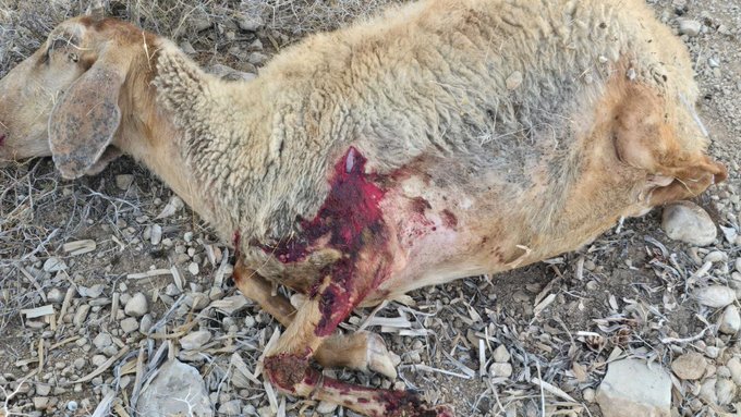 Fanatic Jewish settlers slaughtered 117 sheep in West Bank attack