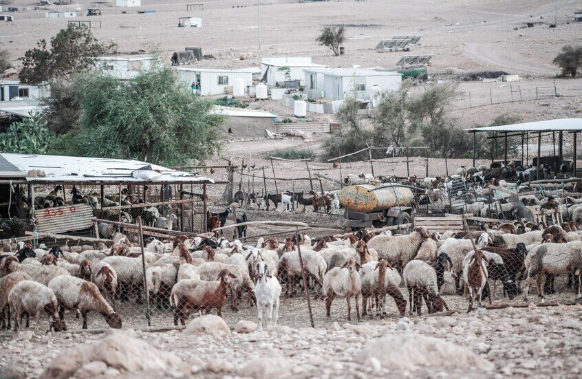 Ni Mga Hayop ay Hindi Pinatawad: 117 Tupa Pinatay ng mga Israeli Settler sa West Bank