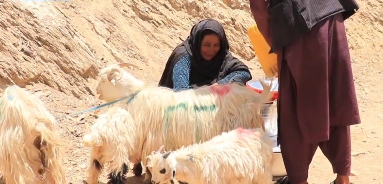 ویدئو | توزیع ۱۱۶ رأس بز شیری میان خانواده‌های نیازمند در مرکز شهر دایکندی افغانستان