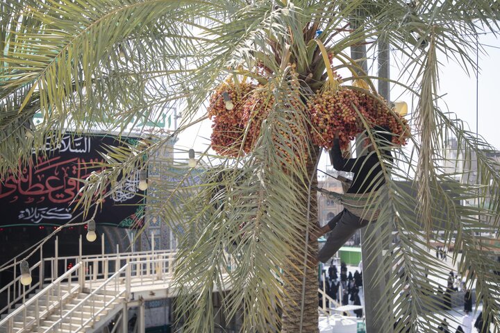 جني تمور نخيل الساحة الوسطية في بين الحرمين الشريفين لتوزيعها على الزائرين