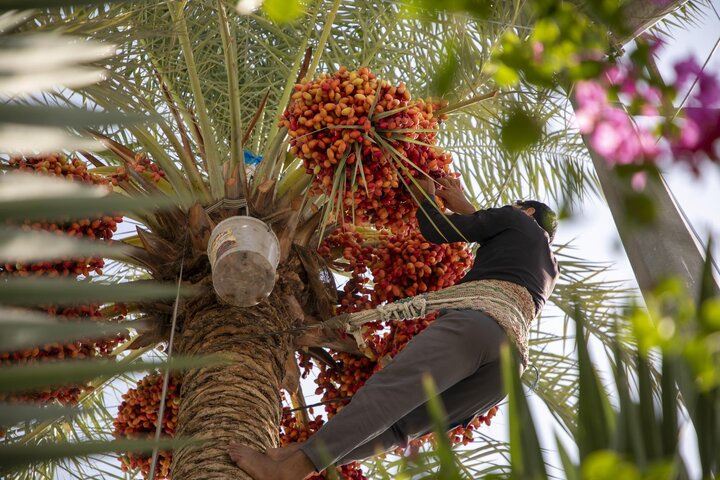 جني تمور نخيل الساحة الوسطية في بين الحرمين الشريفين لتوزيعها على الزائرين