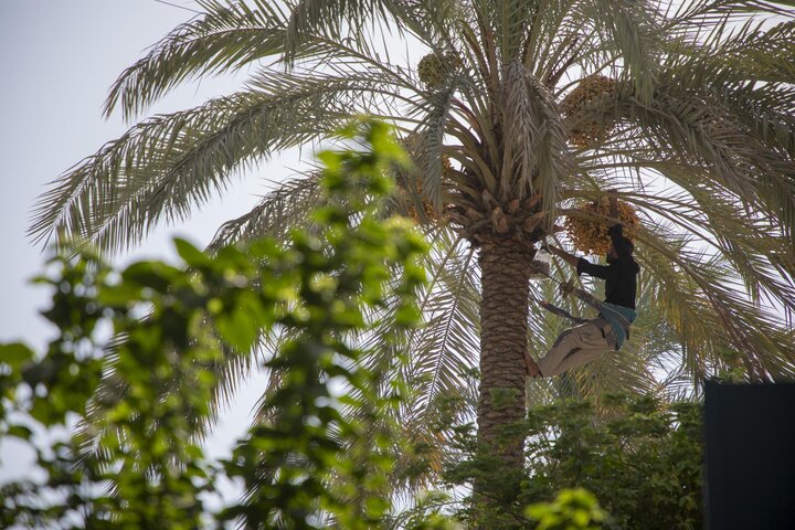 جني تمور نخيل الساحة الوسطية في بين الحرمين الشريفين لتوزيعها على الزائرين
