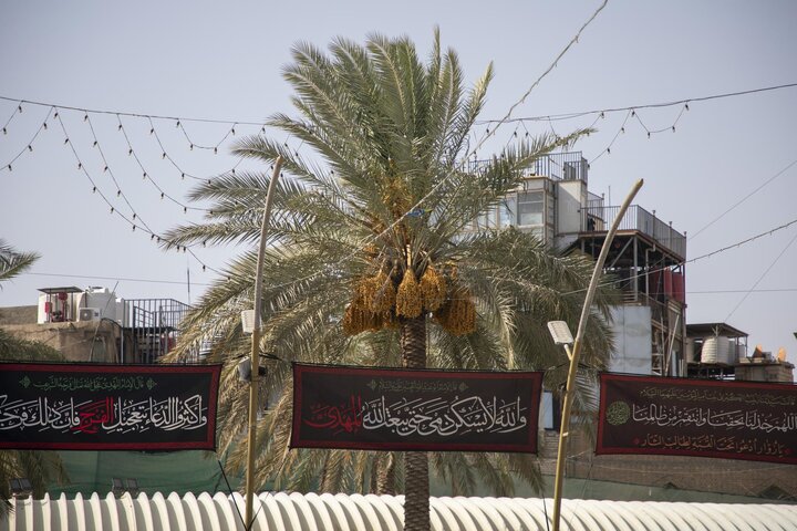 جني تمور نخيل الساحة الوسطية في بين الحرمين الشريفين لتوزيعها على الزائرين