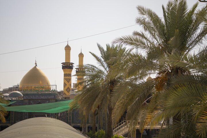 جني تمور نخيل الساحة الوسطية في بين الحرمين الشريفين لتوزيعها على الزائرين