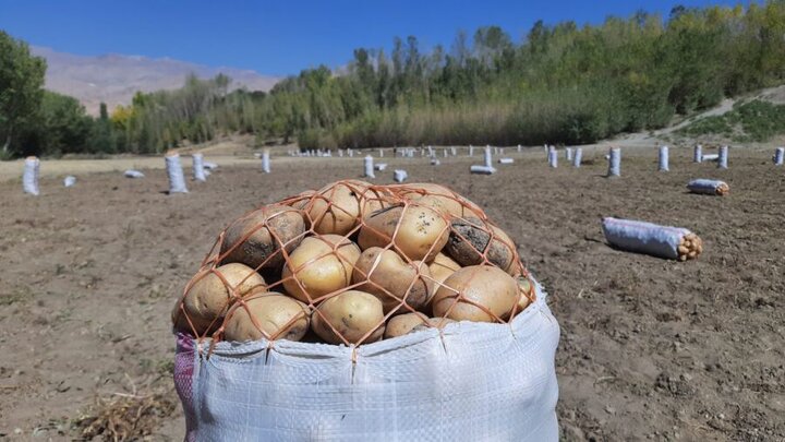 خشکسالی و کم‌آبی سیب‌زمینی استان بامیان افغانستان را تهدید می‌کند