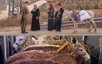 غزہ: تعمیر نو سے خوفزدہ اسرائیلی فوج فلسطینیوں کے سیکڑوں گدھے چوری کرنے میں ملوث