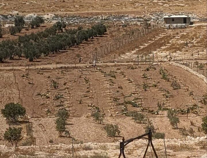 Settlers cut down over 100 grapevines east of Yatta
