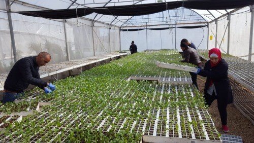 Friends of Earth International condemns assault on Palestine’s only national seed bank