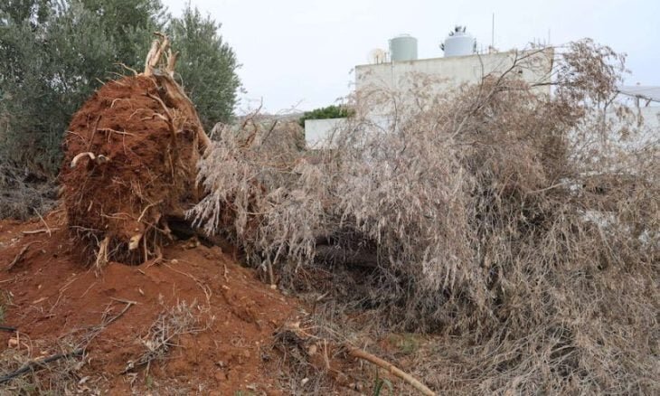 Settlers target historic spring in Jericho amid escalating attacks