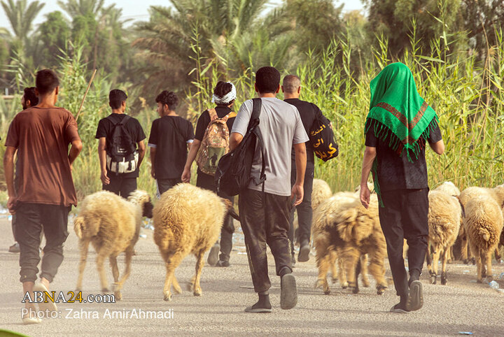 پیاده روی زائران اربعین از مسیر طریق العلما