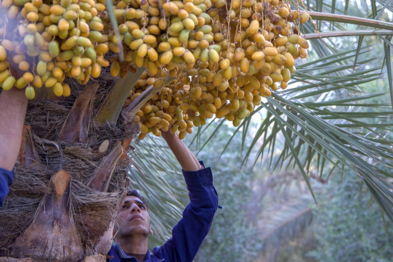 Southern Green Belt teams affiliated to Al-Abbas Shrine continue to harvest dates from its oases