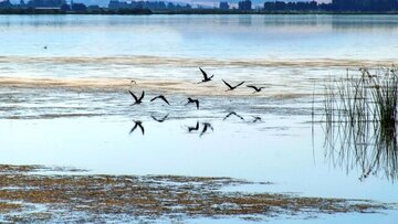 Laguna Solduz Iran Tempat Migrasi Burung Bangau Abu-Abu