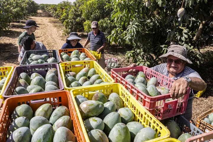 تحریم اروپا و جنگ، انبه اسرائیل را بی‌خریدار گذاشت