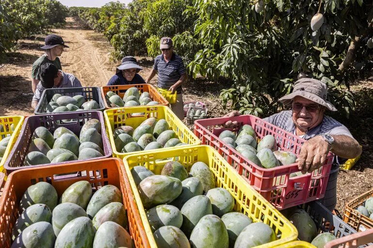 تحریم اروپا و جنگ، انبه اسرائیل را بی‌خریدار گذاشت