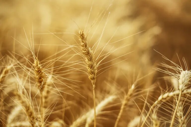 انجمنهای کشاورزی عراق خواستار برنامهریزی جامع و حمایت دولت شدند