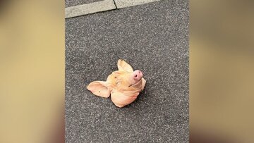 猪头事件：英国再记录一起离奇伊斯兰恐惧症事件！