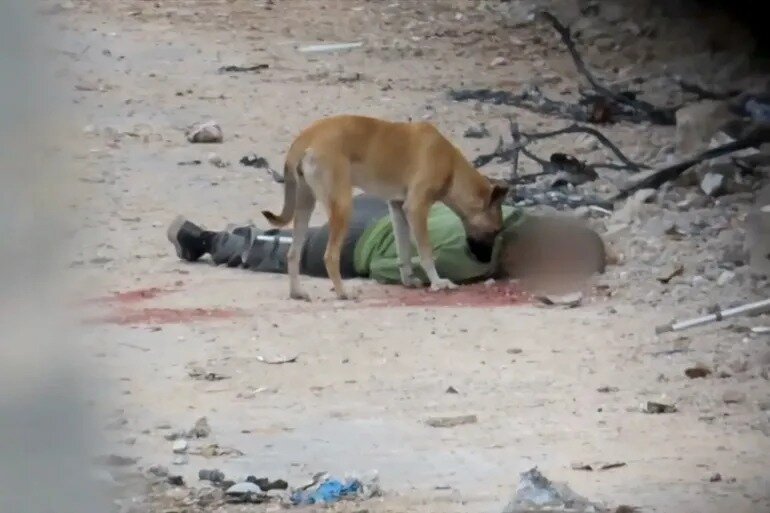 Stray Dogs Maul Corpses in Gaza as Ambulance Crews Face Israeli Fire
